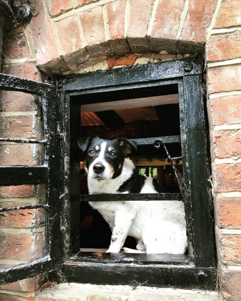 Croydon Vets Guide To Pet Friendly Pubs In Croydon Croydon Vets